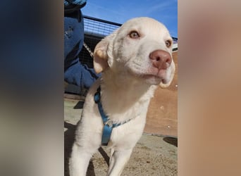 Kalif: seine Augen blicken ins Herz