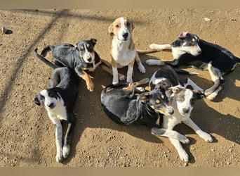 Birkin: perfekte Familienhündin