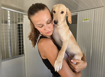 Roccina: sucht dringend einen Lieblingsmenschen