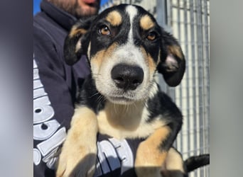 Birdie: Hallo, hier bin ich!