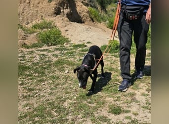 Brenda: Labrador im Kleinformat