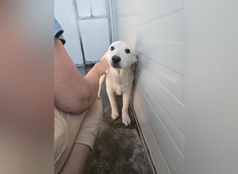 Liz: wer öffnet mir  die Tür?