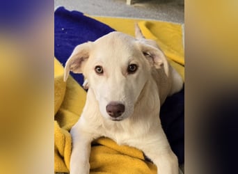 Kenba: ein Schatz für die ganze Familie