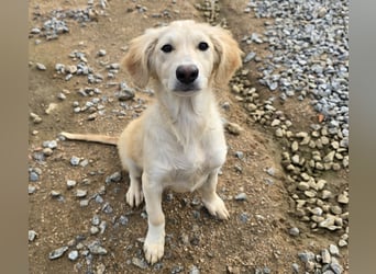 Cameron: kleiner Herzensbrecher