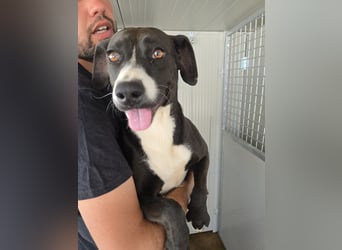 Sofia: Mini- Labrador für die ganze Familie