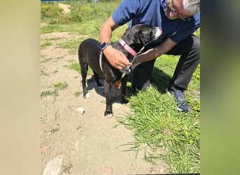 Brenda: Labrador im Kleinformat