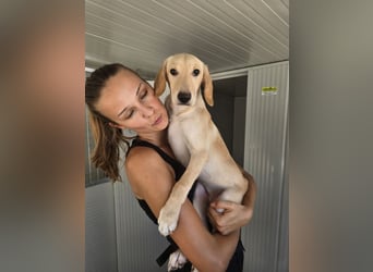 Roccina: sucht dringend einen Lieblingsmenschen