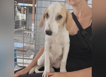 Patsy: ein ruhiger Schatz sucht Geborgenheit
