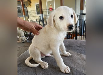 Stefanino: kleiner Fratz sucht Kuschelplatz