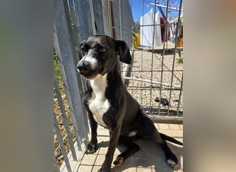Sofia: Mini- Labrador für die ganze Familie