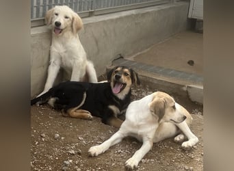 Bijou: verspielt, fröhlich und sozial