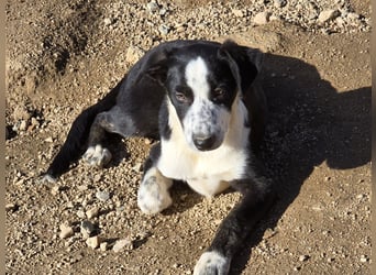 Birkin: perfekte Familienhündin