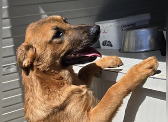 Fritz: kleiner Labbi-Mix wäre gern Familienhund