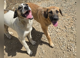 Vento: er wäre gern Familienhund