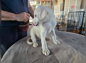 Stefanino: kleiner Fratz sucht Kuschelplatz