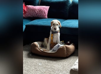 Noe: vom Flughafen ins schöne Leben