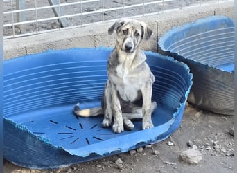 Cheyenne: beeindruckt mit ihrem ruhigen Wesen