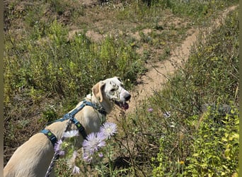 Esso: zarter kleiner Labbi-Mix