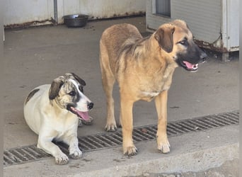 Vento: er wäre gern Familienhund