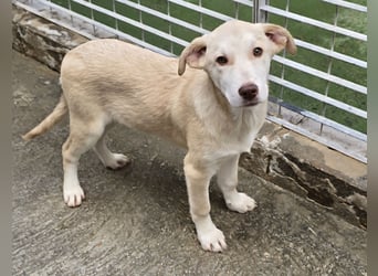 Kenba: Schönheit und Reinrassigkeit nutzen ihr nichts