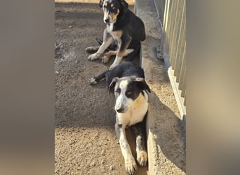 Birkin: perfekte Familienhündin