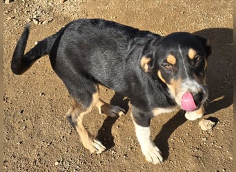 Birdie: Hallo, hier bin ich!