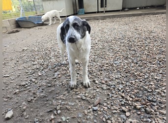 Cassian: Von der Flasche ins Tierheim