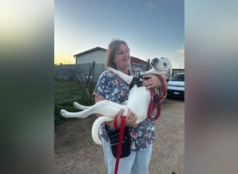 Bice: zartes Labbi-Mix Mädchen sucht Geborgenheit Bice: zartes Labbi-Mix Mädchen sucht Geborgenheit