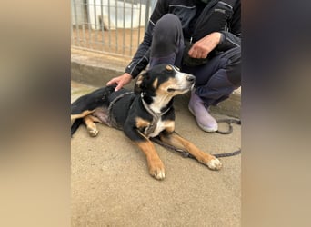 Bill: einfach nur lieb und unkompliziert