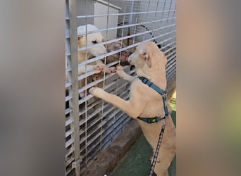 Kenba: Schönheit und Reinrassigkeit nutzen ihr nichts