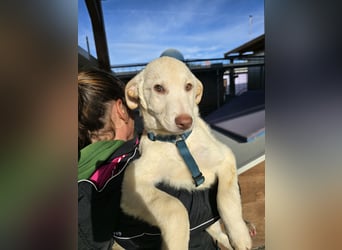 Kalif: seine Augen blicken ins Herz