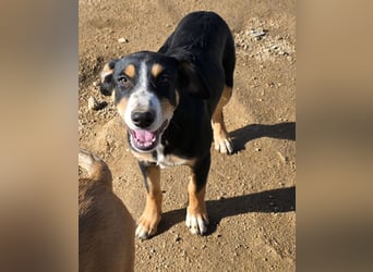 Bill: Hallo, hier bin ich!