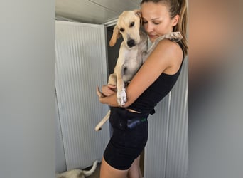 Roccino: sucht Lieblingsmensch