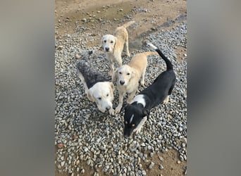 Cameron: kleiner Herzensbrecher