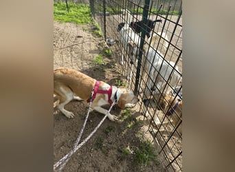 Trilly: ein Schatz für die ganze Familie