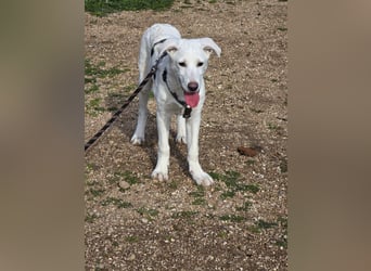 Chaya: einfach nur Klasse