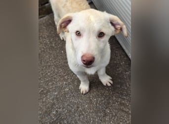 Kalif: seine Augen blicken ins Herz