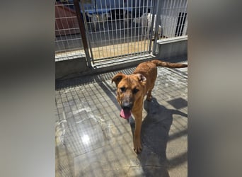 Fritz: kleiner Labbi-Mix wäre gern Familienhund