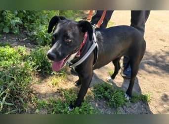 Brenda: Labrador im Kleinformat