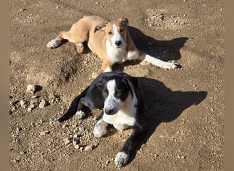 Birkin: Hallo, hier bin ich!