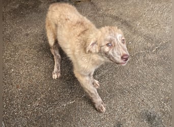 Kira: ein echter Hingucker