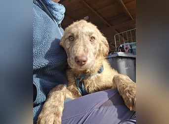 Kira: ein echter Hingucker