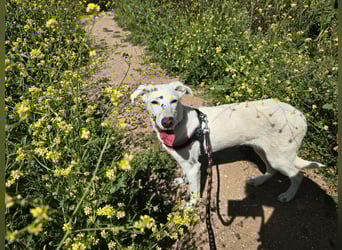 Clementina: grazile, aufgeweckte Schönheit