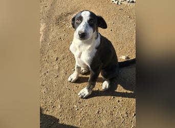 Birkin: perfekte Familienhündin