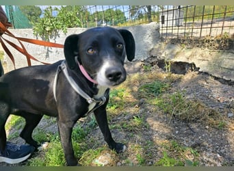 Brenda: Labrador im Kleinformat