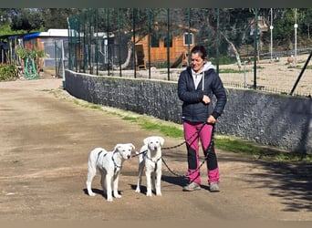 Chaya: einfach nur Klasse