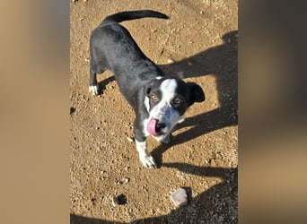 Birkin: perfekte Familienhündin