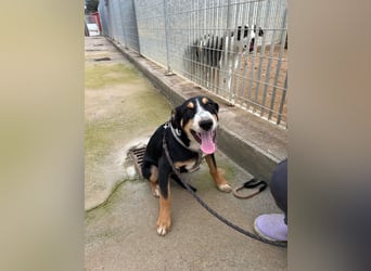 Bill: einfach nur lieb und unkompliziert