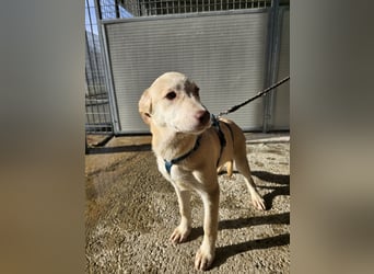 Kenba: Schönheit und Reinrassigkeit nutzen ihr nichts