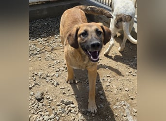 Vento: er wäre gern Familienhund